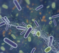 Microscopic view of beneficial gut bacteria supporting healthy digestion and immunity