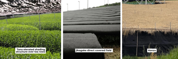 Aerial_view_of_a_tana_elevated_shading_structure_over_tea_rows_next_to_a_jikagake_direct