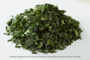 Freshly_steamed_tencha_leaves_drying_on_trays_before_stem_and_vein_removal